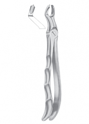 upper third molars right